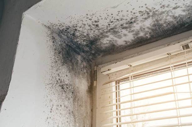 Affordable Mold Cleanup solutions in Marietta, GA